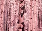 USA-Colorado Infrared of Aspens along the Kebler Pass Art Print